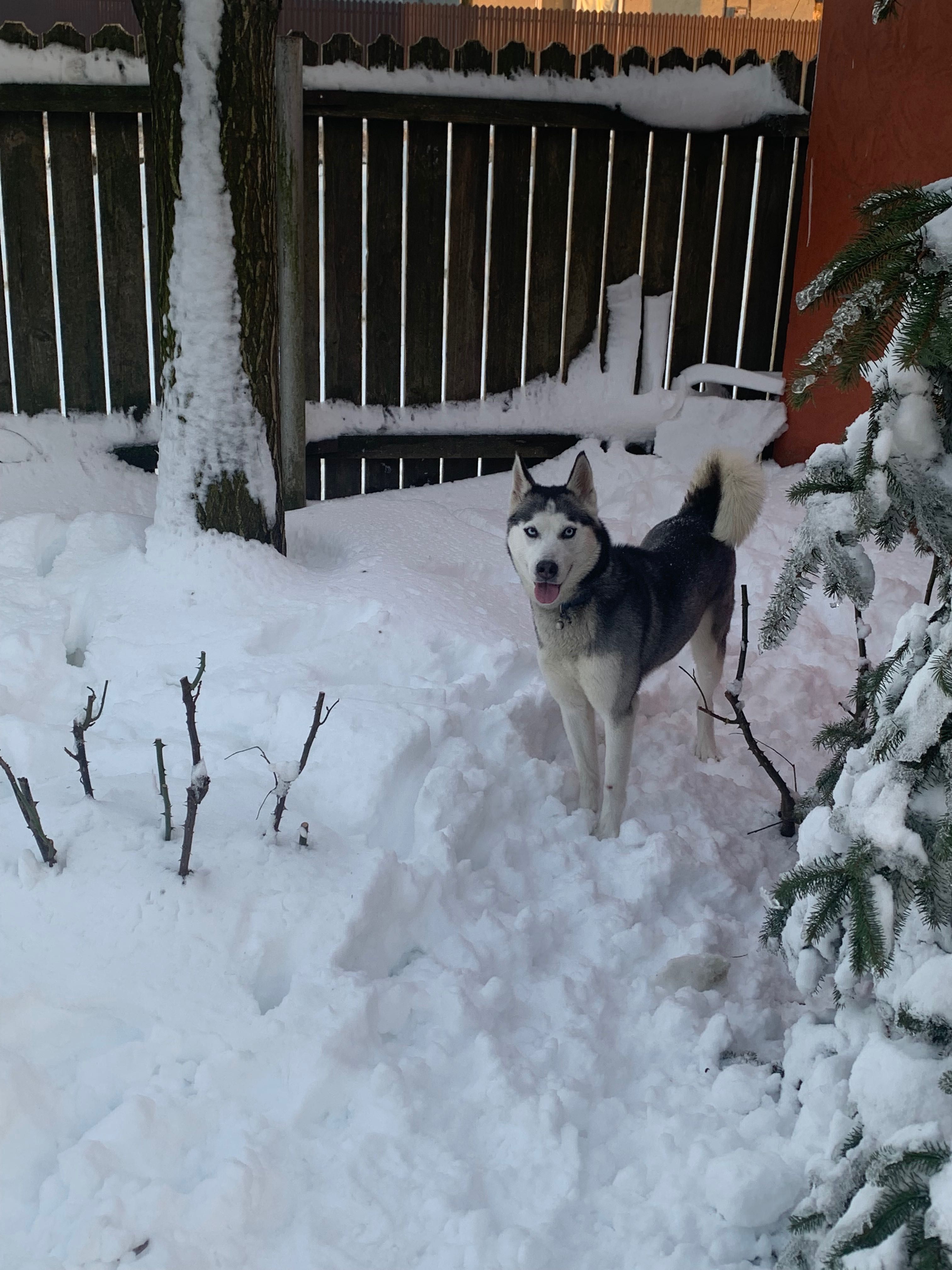 Cățea husky siberian