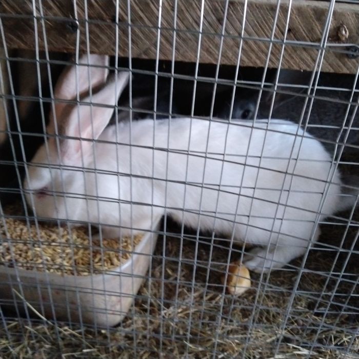 продам кроликов 3шт . цена за одного 5000 тг..