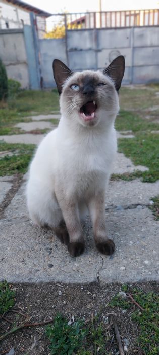 Motan pisica siameza