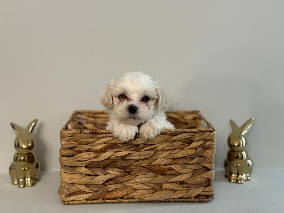 Bichon Maltez Baietel  - 7 saptamani