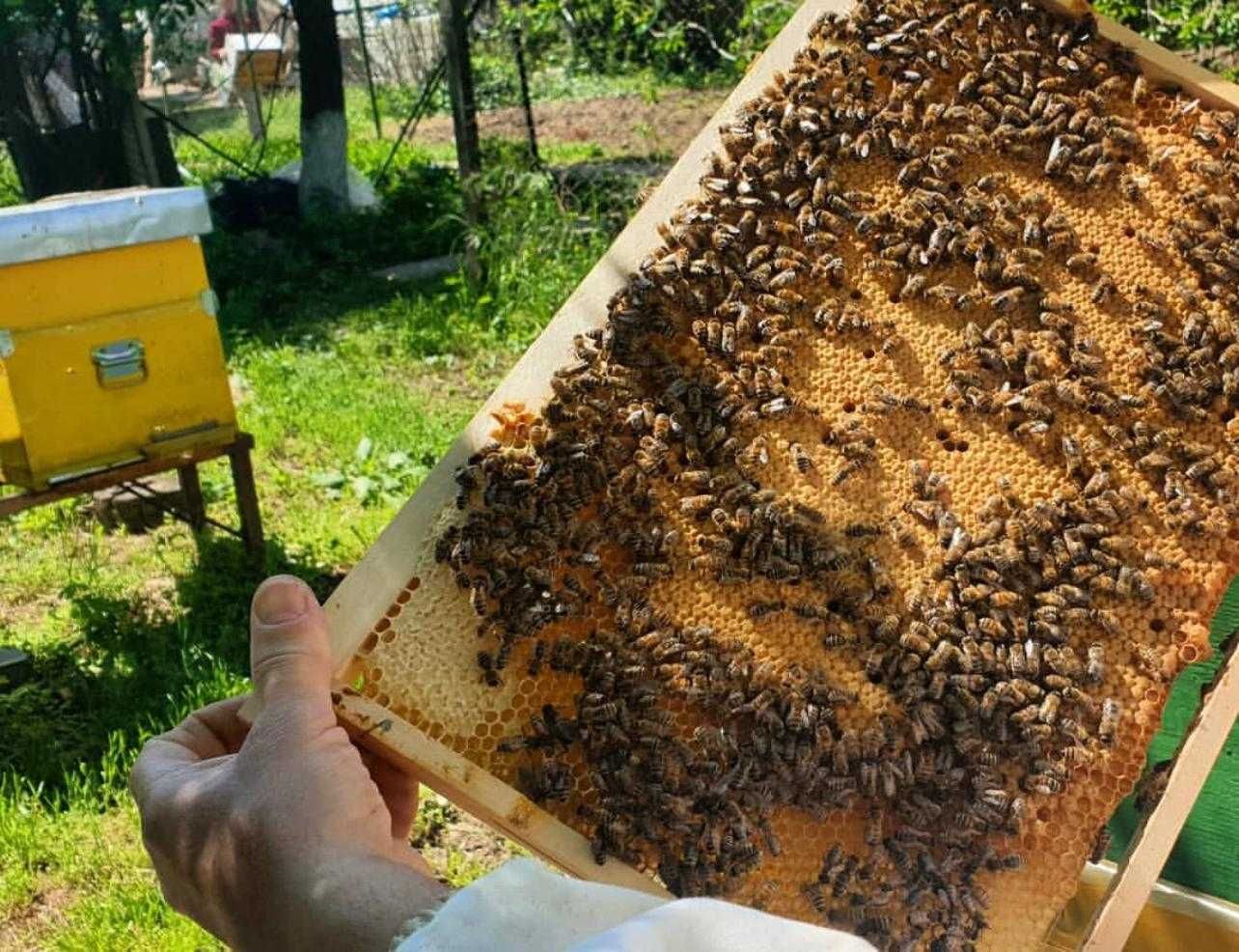 Vand Familii de albine | Roiuri | Stupi | Miere