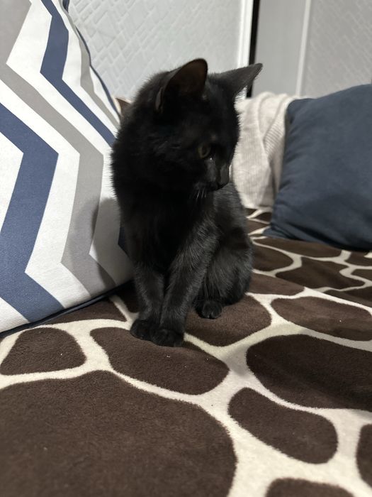 Котенок в добрые руки