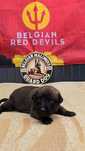 Ciobănesc belgian malinois cu certificat pedigree