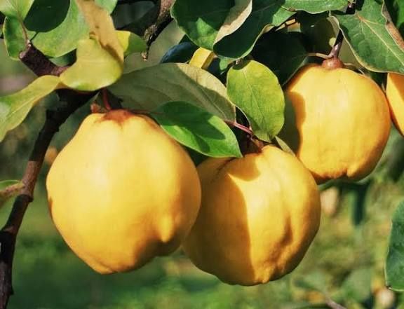 Gutui Sidonia ambalați 5+1 gratis