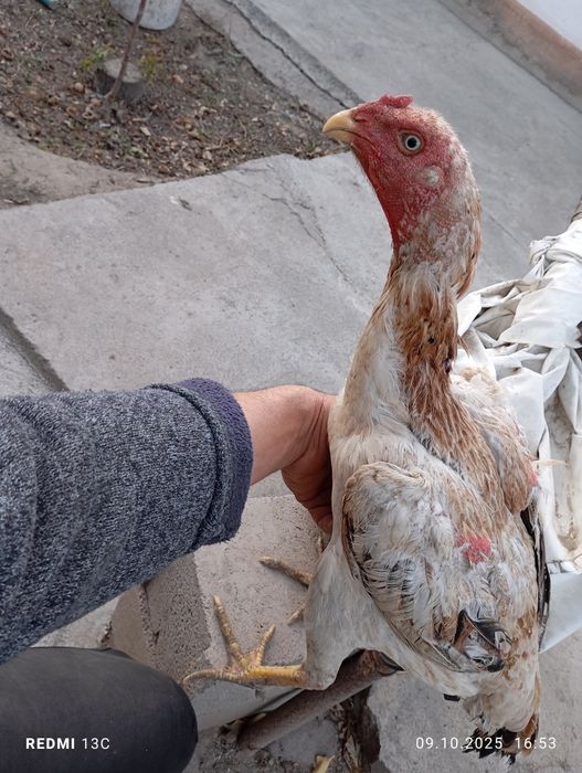 Продам даканиху срочно