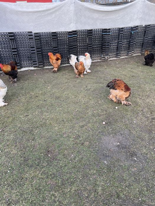 Vand cocosi brahma!!!