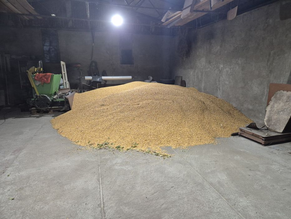 Porumb boabe 2025 uscat