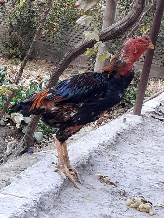 Nasli toza dakang xoroz sotiladi