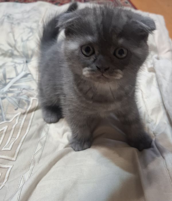 Продается котята фолд