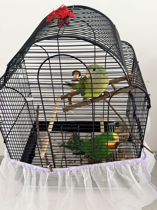 Папагал мъжки  барабанд