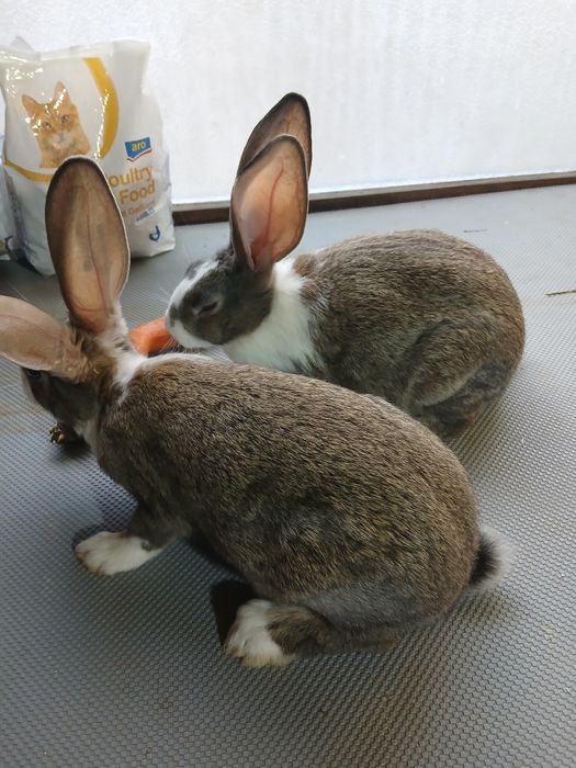 Hycole francez masculi și femele