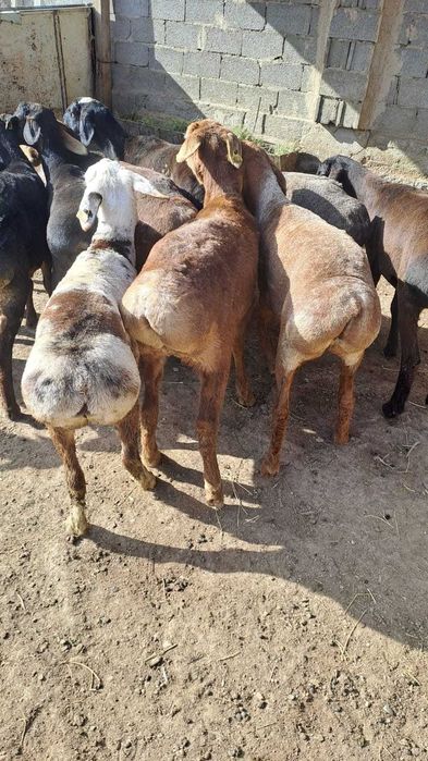 ЖЕТКІЗУ ТЕГІН 24/7 Құрбандыққа Семіз Бордақы Қойлар Тоқты Таза Ет Мясо