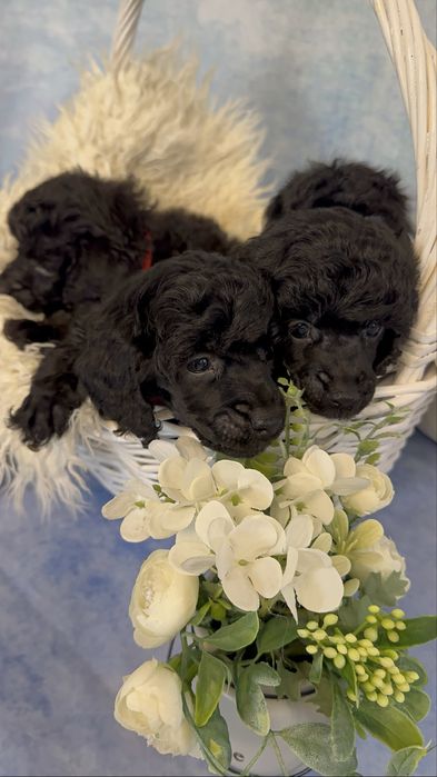 Щенки миниатюрного пуделя