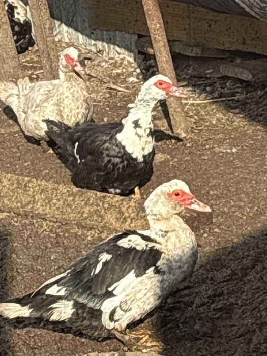 Индоутки в продаже