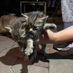 Pui pisica spre adoptie aprox 4 sapt