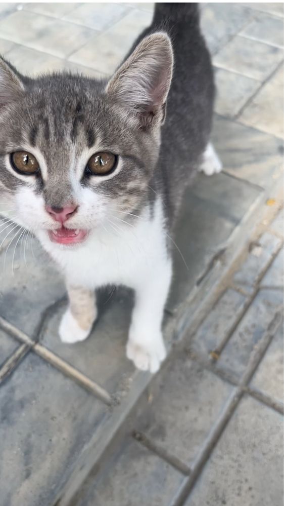 Котенок мальчик , ищет дом