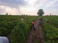 Struguri de Vin 3.50