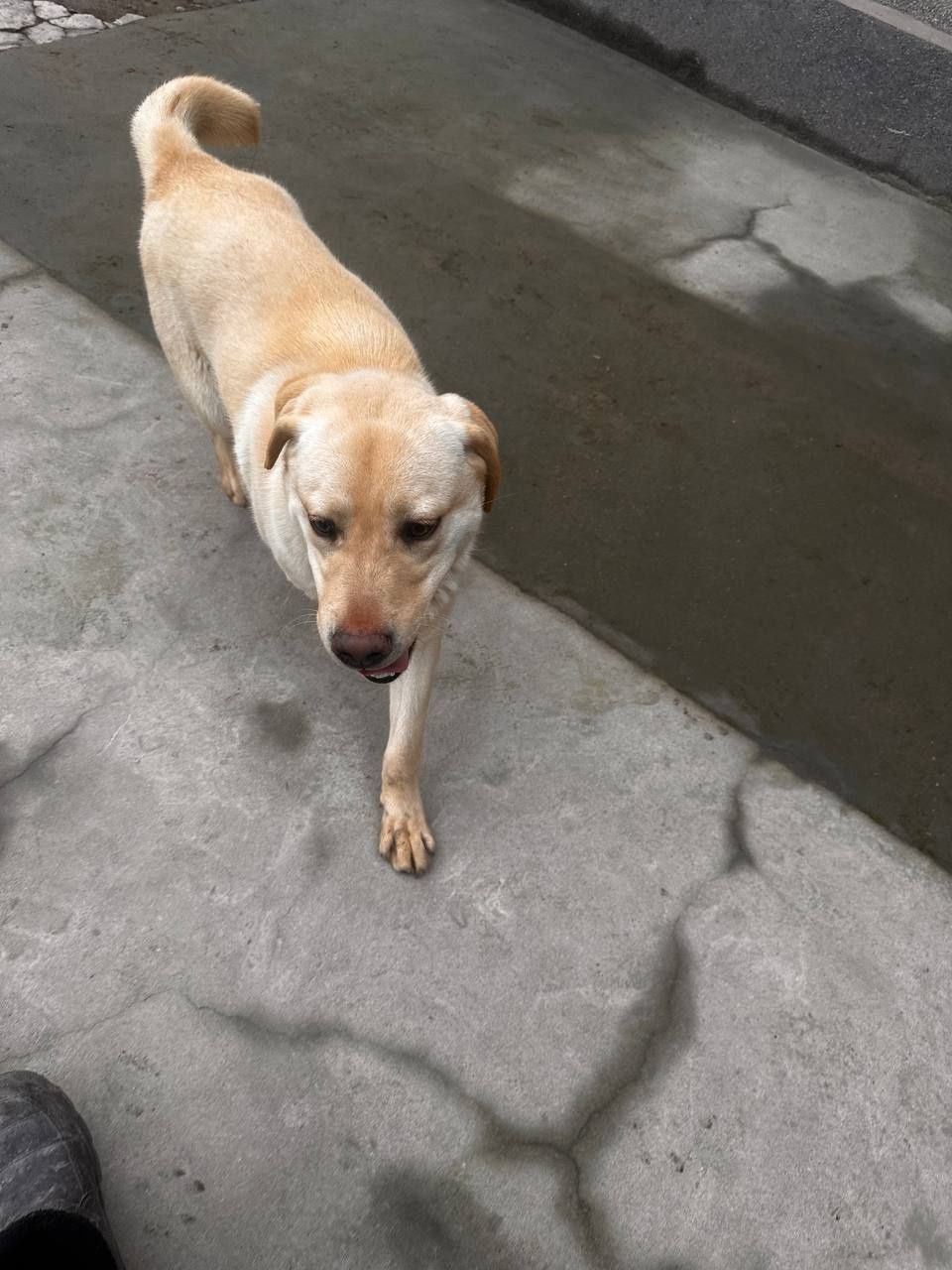 Labrador kuchik sotiladi o'g'il bola 8.9oylik