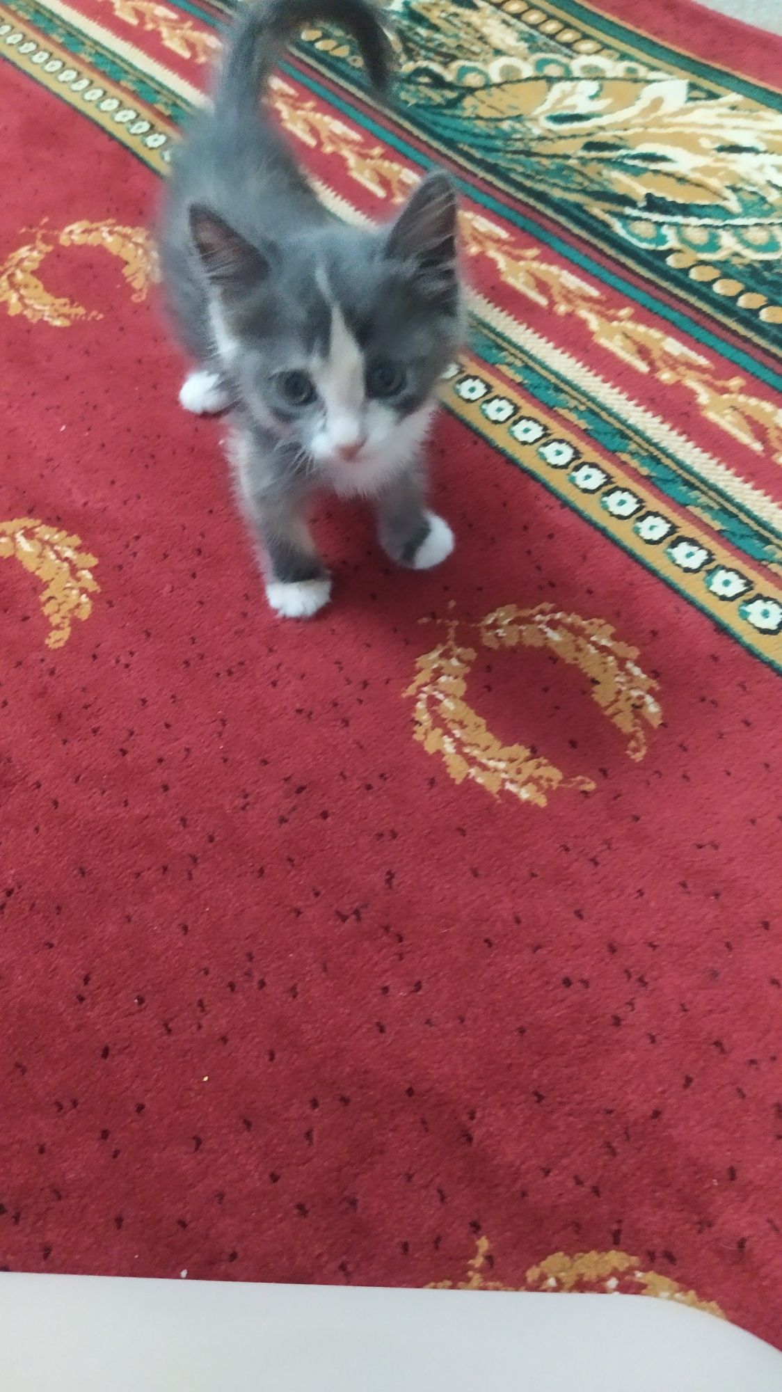 Mushuk hadyaga beriladi