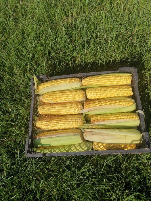 Porumb de fiert 3 lei bc