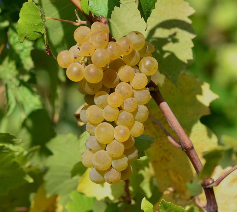 Struguri de vin producție 2025
