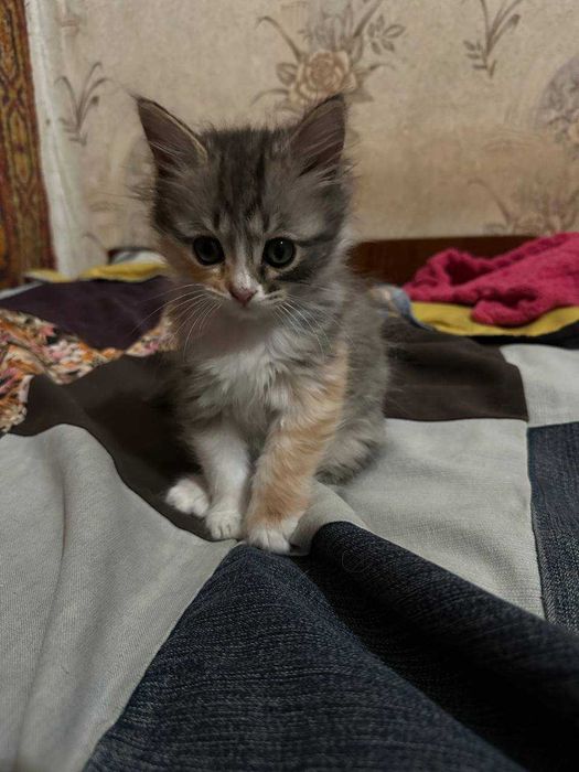 Отдам котят девочки