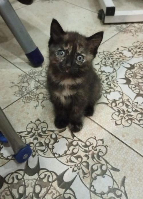 Отдам в добрые руки котенка