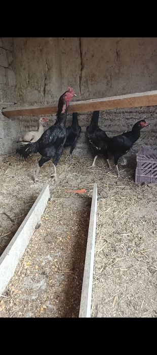 Дакан тухумлари сотилади