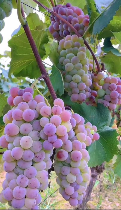 Butași de vita de vie de anul 3