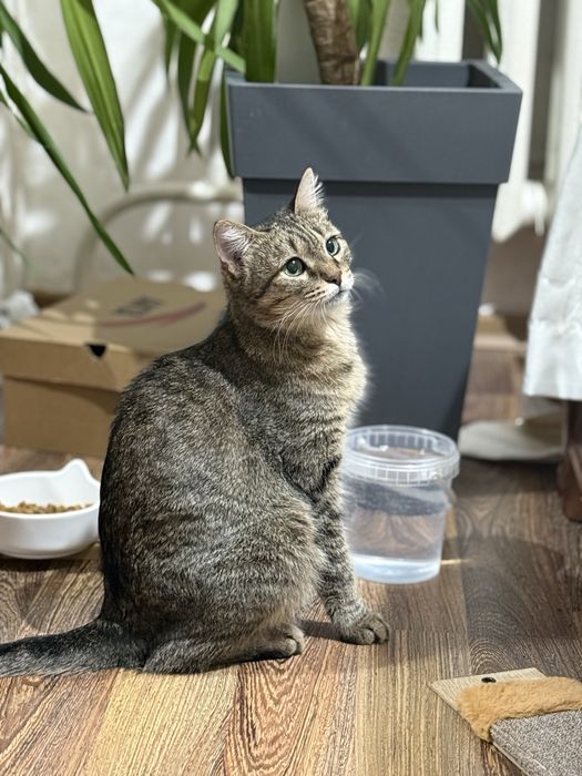 Отдам кошку в хорошие руки