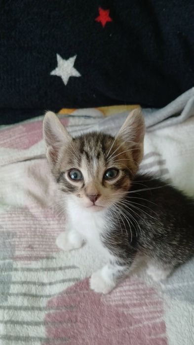 6 pui de pisică spre adoptie