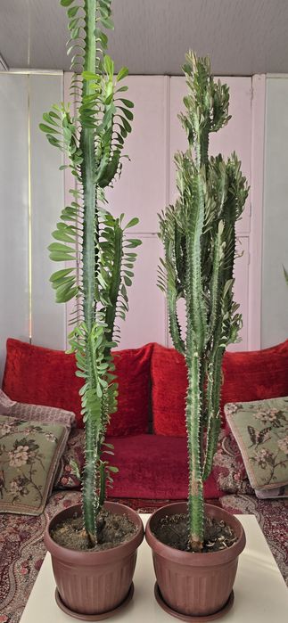 Продаются комнатные цветы