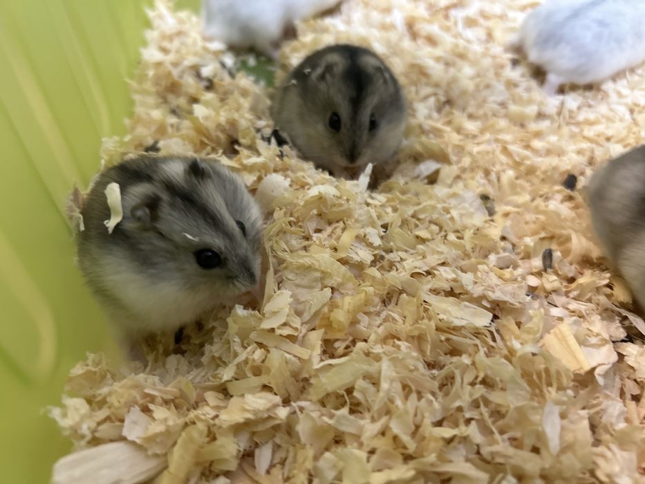 Donez hamsteri (Galati)