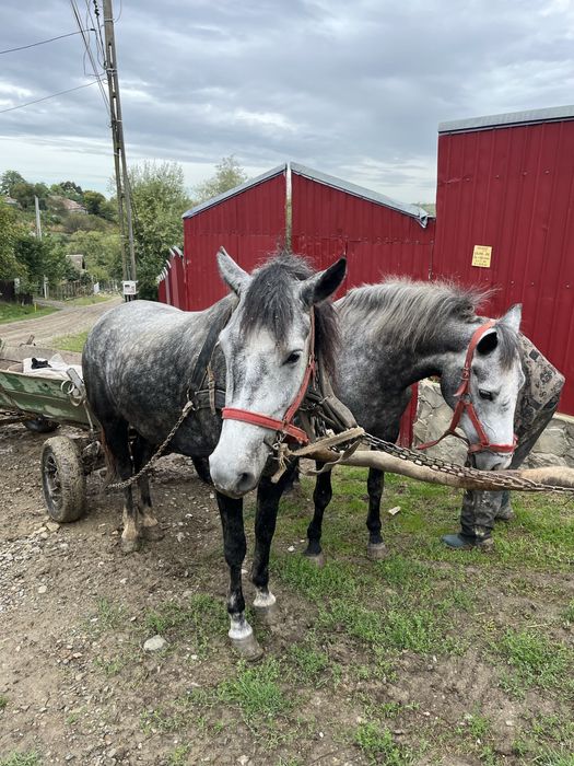 De vanzare 2 cai intre 2 si 5 ani