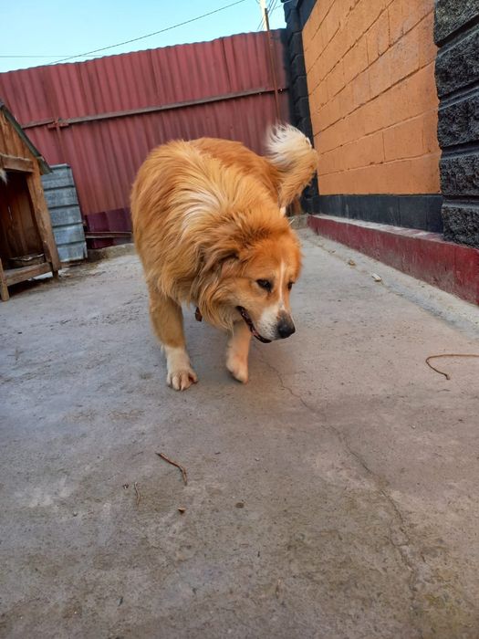 Кавказский овчарка