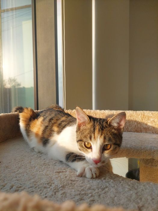 Котенок девочка трехцветная