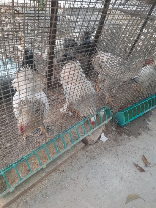 Srochna sotiladi Brama xõrozlar