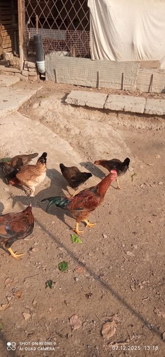 Жойдори хуроз сроча