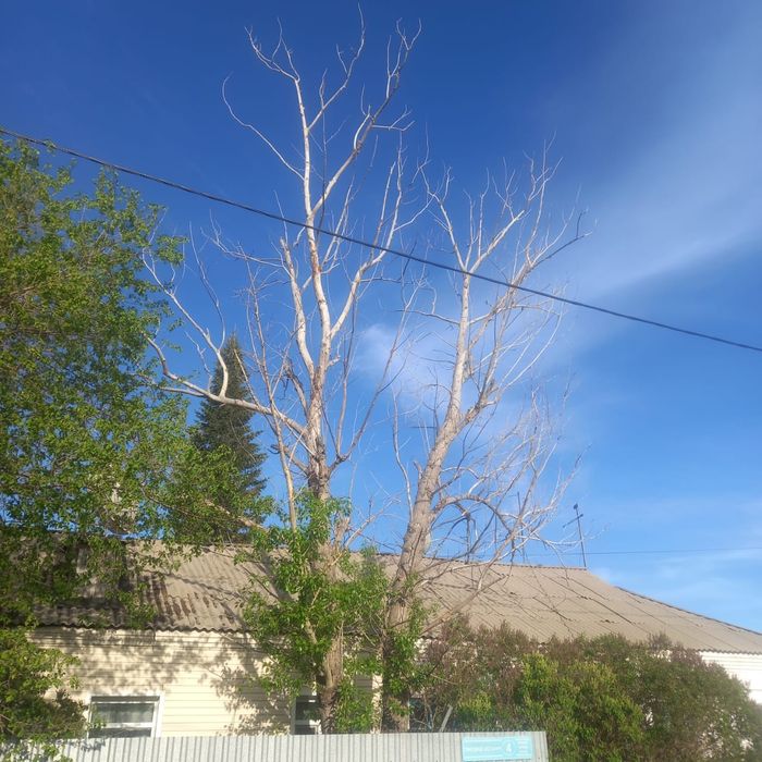 Спил дерева Спил деревьев