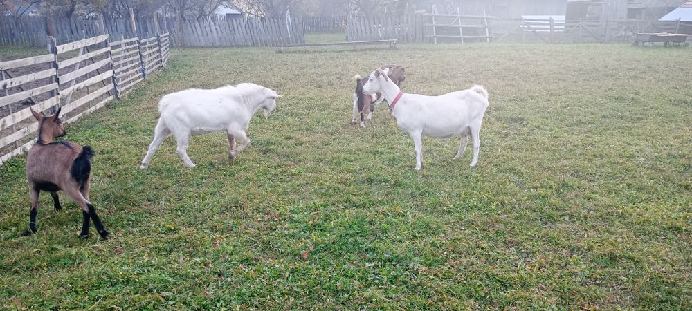 Vând Țap Rasa Saanen