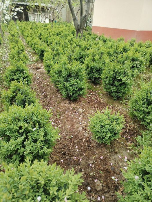 Sifatli shamshot gullari bor