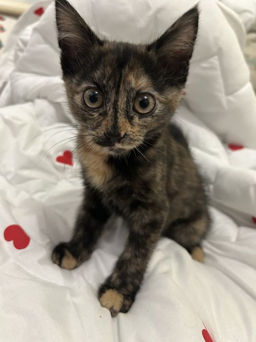 Отдам котенка в добрые руки