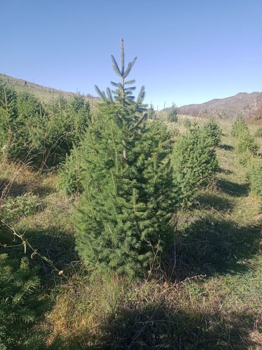 Живая елка зеленая елка сосна крымка можжвелник блю эрроу гоубои ель