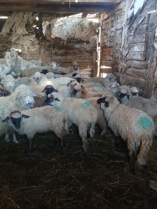 Oi de vânzare    și miei