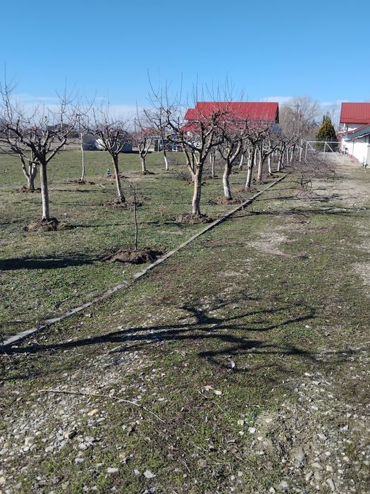 Tualetam pomi fructiferi și vita de vie