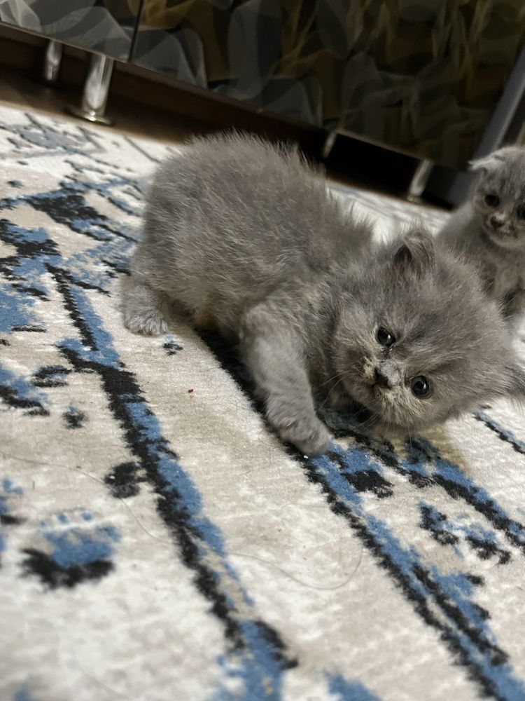 Скотш фолд Скотш страйд
