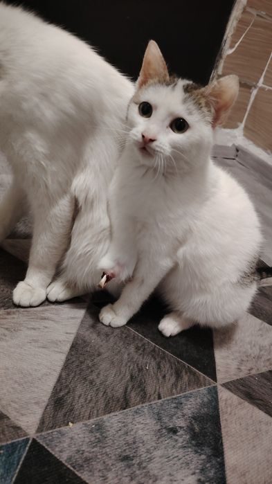 Отдам котика в добрые руки