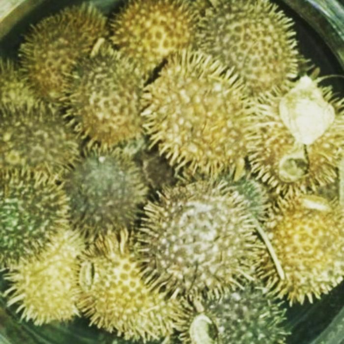 Бурнак свежий.  Горный.