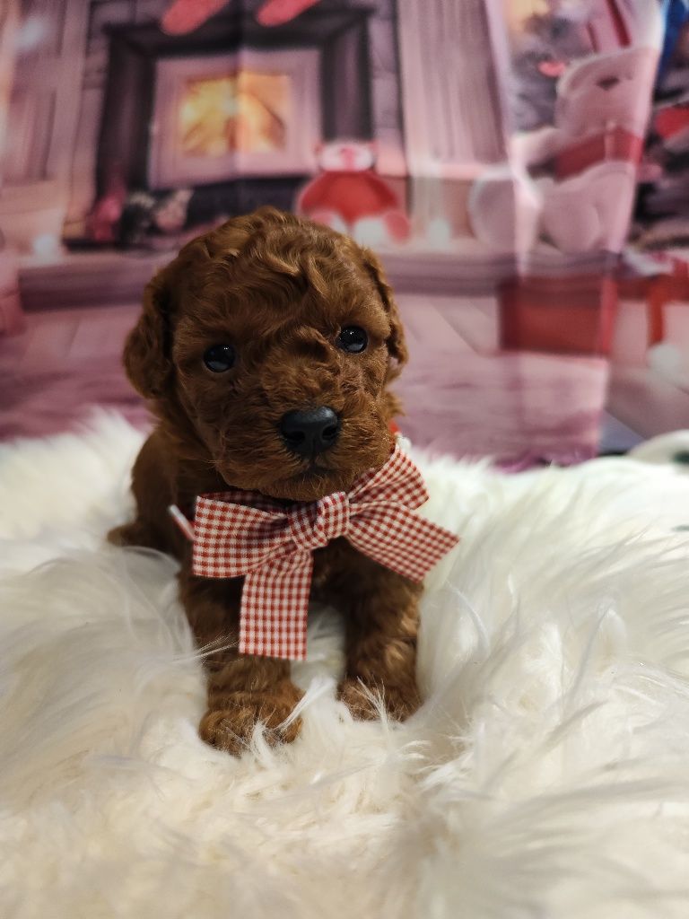 Той Пудел/ Tea cup poodle"ТОП " с Родословие