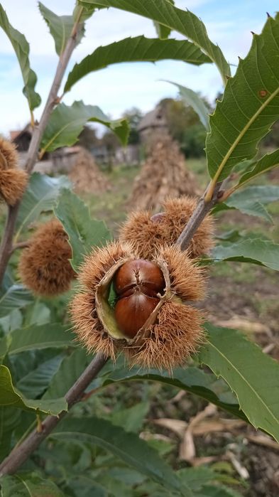 Castane,Suc aronia;Castani.Aluni.Nuci.Prun.Mar.Par.Ciresi/Gisella Corn
